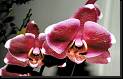 Phalaenopsis vino oscuro blanco * Rodrigo Remolina 
 * Rodrigo Remolina 
